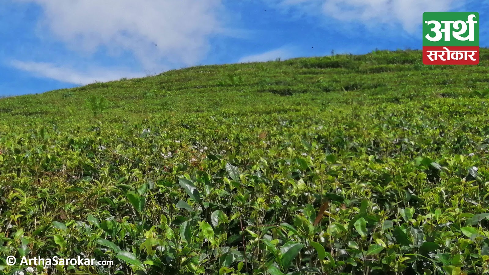 ‘Provide tea price as per municipal standards’