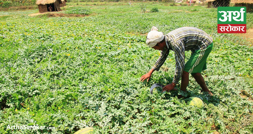 Farmers earn 5 million rupees from watermelon sales