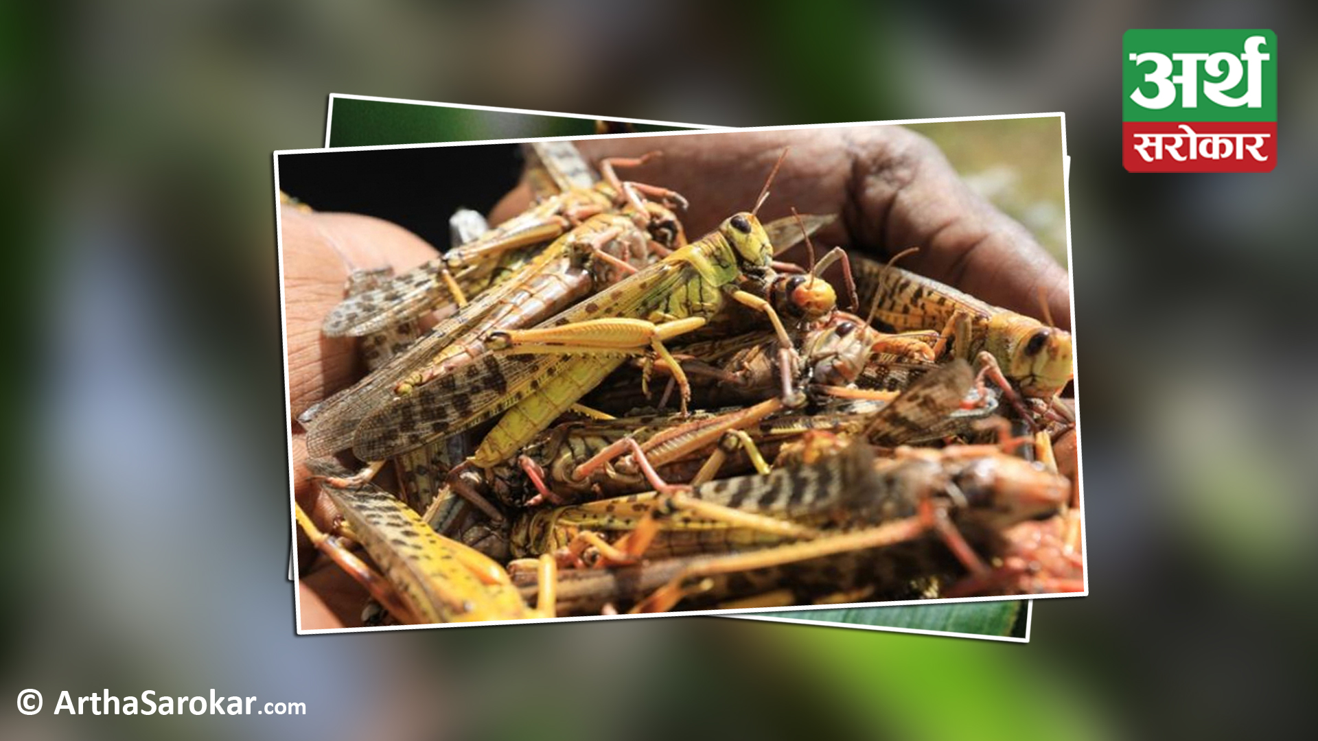 Tokha municipality to provide Rs 50 per kg of locusts as incentive