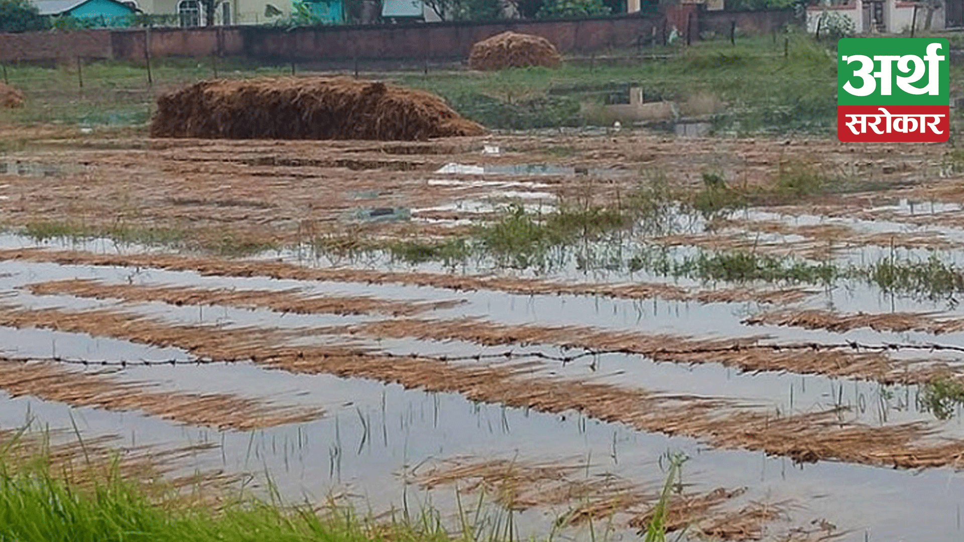 Unseasonal rain damages over 3,000 metric tonnes of paddy crop in Gandaki