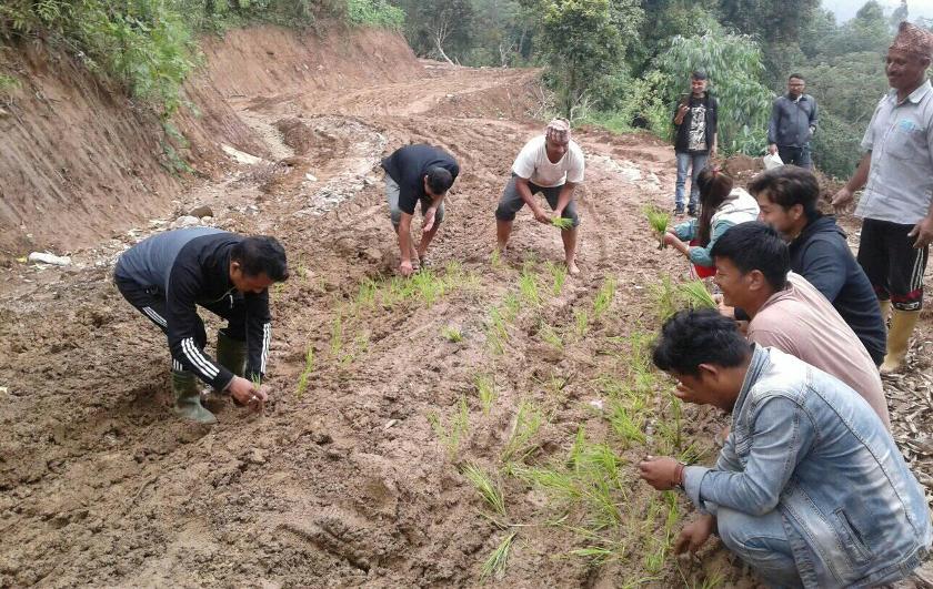Locals plant rice on muddy road in protest