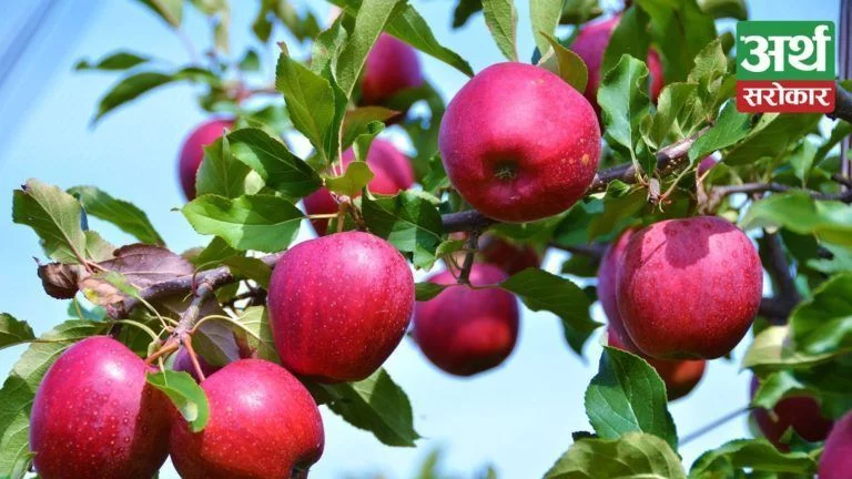 Apple farming no more in pocket areas in Mustang, new areas emerging as apple farms